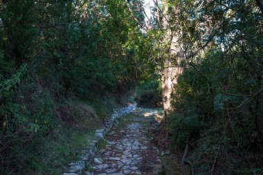 Yunanistan 'ın Othonoi adasındaki ormandaki güzel patika, uzun yürüyüşler için mükemmel.