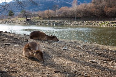 Panagitsa köyü, Pella, Yunanistan 'da geyik ve diğer hayvanlarla dolu yapay göl manzarası