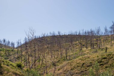 2024 Haziran 'ında, Ağustos 2021' deki korkunç yangından üç yıl sonra, Kuzey Evia 'da bir çok yanmış ağaç manzarası görüldü. 