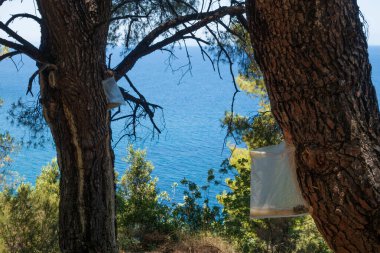 Pine trees with special bags hanged on them for resin collection in North Evia, Greece clipart