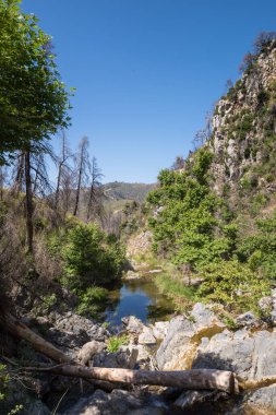 Haziran 2024, bir zamanlar Kuzey Evia 'daki Drimonas nehrinin etrafındaki muhteşem bölge, Ağustos 2021' deki korkunç yangınlardan üç yıl sonra birçok yanmış ağaçla.