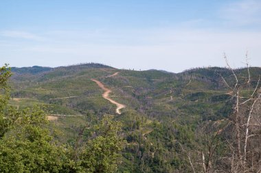 2024 Haziran 'ında, Ağustos 2021' deki korkunç yangından üç yıl sonra, Kuzey Evia 'da bir çok yanmış ağaç manzarası görüldü. 