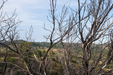 2024 Haziran 'ında, Ağustos 2021' deki korkunç yangından üç yıl sonra, Kuzey Evia 'da bir çok yanmış ağaç manzarası görüldü. 