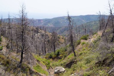 June 2024, mountainous scenery in North Evia with many burnt trees, three years after the disastrous wildfire of August 2021  clipart