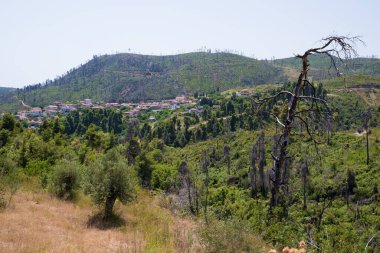 Yunanistan 'ın Kuzey Evia kentindeki güzel Ellinika köyü