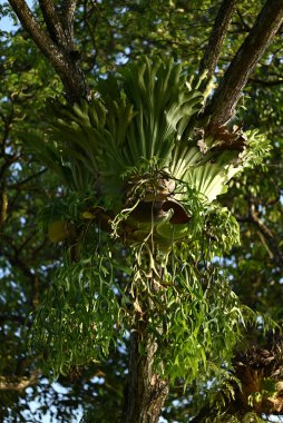yağmur ormanı eğreltiotu ağaçta yetişir