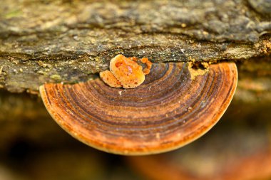 Tropikal yağmur ormanlarında ganoderma lucidum mantarı