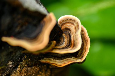 Tropikal yağmur ormanlarında ganoderma lucidum mantarı