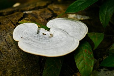 Tahta bir kütükte beyaz mantar 