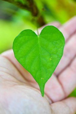 Bulanık bir arkaplanda yeşil bir kalbin yakın plan çekimi. 