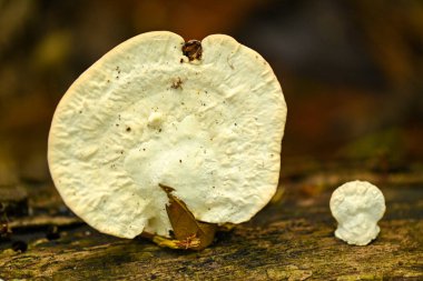 Ormandaki bir mantarı kapat. 