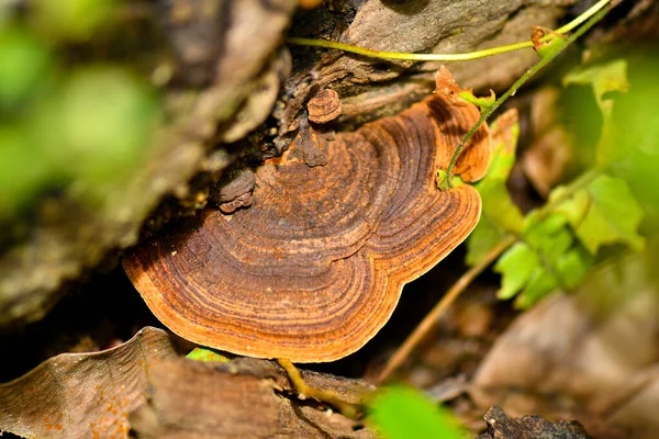 Stock image Ganoderma lucidum fungus in tropical rainforest