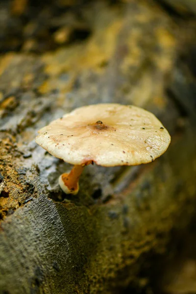 Közel Egy Gomba Erdőben — Stock Fotó