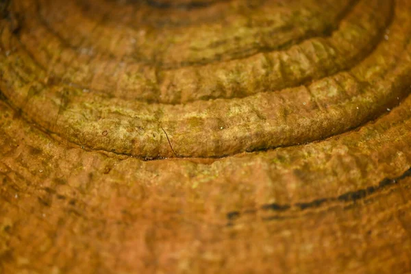 熱帯雨林におけるガンダーマ ルシダム菌 — ストック写真