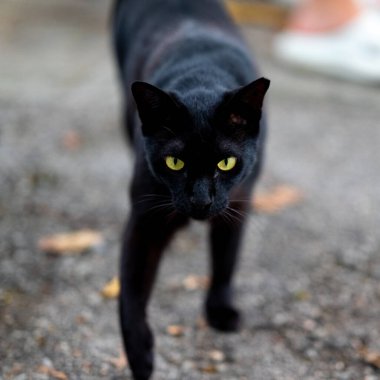 Singapur 'un sokak kedisi.