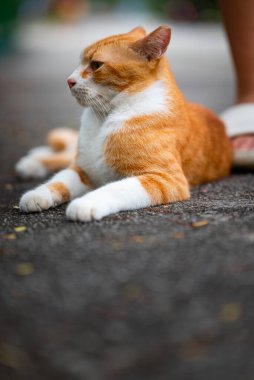 Singapur 'un sokak kedisi.