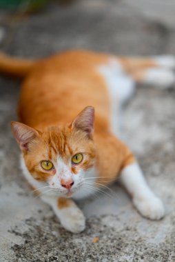 Singapur 'un sokak kedisi.