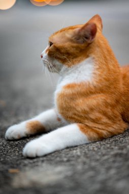 Singapur 'un sokak kedisi.