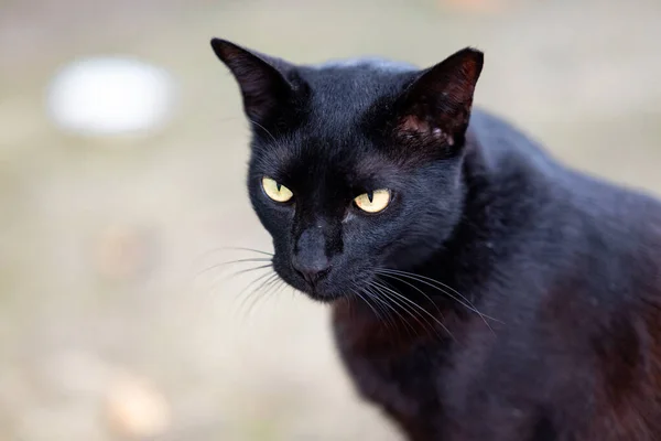 stock image Stray cat of Singapore housing area