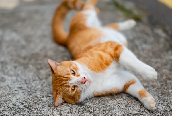 Stock image Stray cat of Singapore housing area