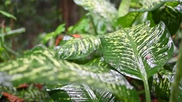 Tropischer Regenwald Monsunregen — Stockvideo