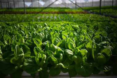 Hidroponik dikey tarım sistemleri