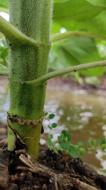 Plant stem close-up in garden