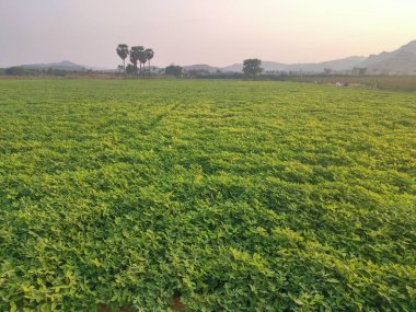 Yerfıstığı ağaçlarının ve gökyüzünün yeşil alanları, manzara, doğa, arka planlar