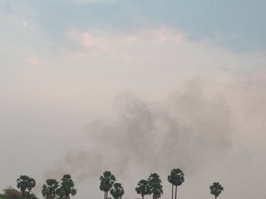 Sky, smoke, and palm trees