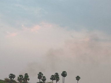 Palmiye ağaçları, duman ve açık gökyüzü manzarası.