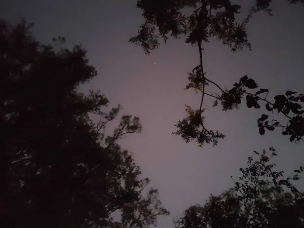 Ουρανός Αστέρι Πρωί Μέσα Από Κλαδιά Των Δέντρων — Φωτογραφία Αρχείου