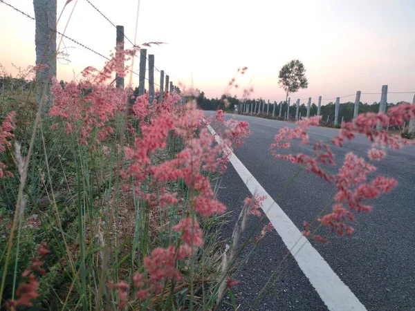 Natal Grass Empty Roadside — Stock Photo, Image