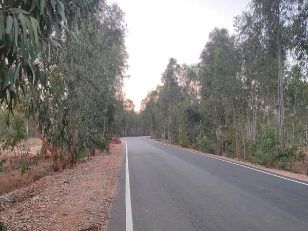 Road to nowhere in the woods