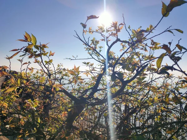 Sonnenstrahlen Durch Die Pflanze — Stockfoto