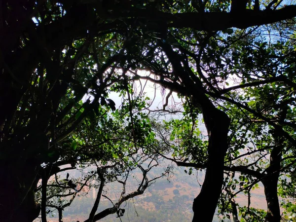 Μια Θέα Μέσα Από Δέντρα — Φωτογραφία Αρχείου