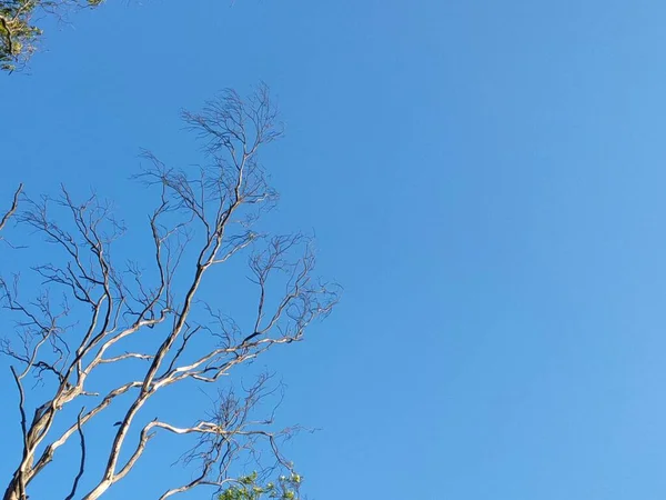 Голые Ветви Деревьев Голубое Небо Красивый Природный Фон — стоковое фото