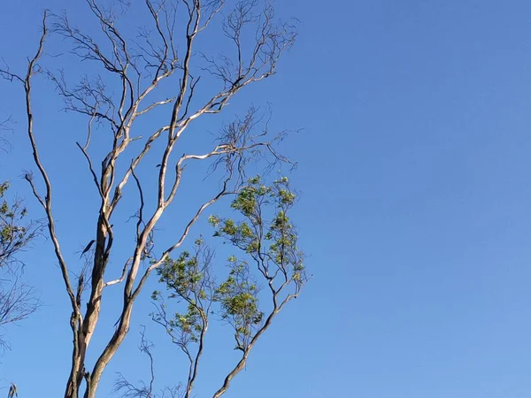 日光の下で風の日に裸の枝や葉の枝 — ストック写真
