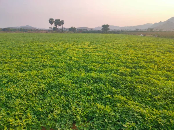Yerfıstığı ağaçlarının ve gökyüzünün yeşil alanları, manzara, doğa, arka planlar