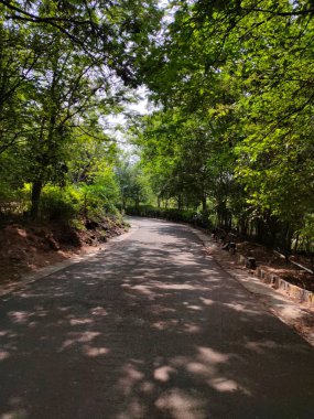 Doğada güzel bir yol, gölgeler ve yoldaki yeşil ağaçlar