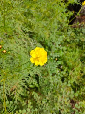 Canlı sarı bir kasımpatı yapraklarını açar.