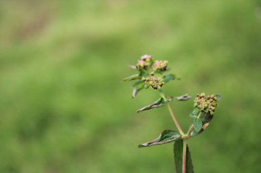 Kafa Sallama Spurge 'ünün aşırı yakın plan görüntüsü. Küçük, yeşil çiçekler merkezi bir yapının etrafında toplanır, kırmızı karınlı saplar yumuşak yeşil arka plana karşı canlı bir kontrast oluşturur.