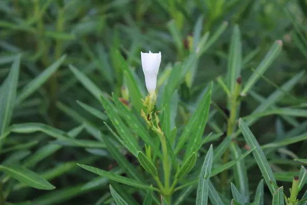 stock image A close-up photo of a beautiful white Cascabela thevetia flower