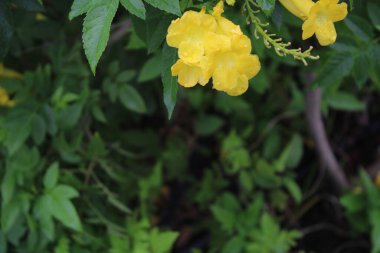 Sarı yaşlı çiçekler, trompet şeklindeki çiçeklerini sergiliyorlar. Çiçekler yemyeşil yapraklara karşı güzelce kontrastlanıyor.