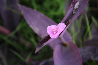 Küçük, narin çiçek bitkiye biraz renk katar.