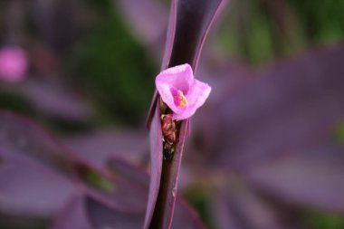 Tradescantia pallida canlı mor yapraklarının arasında çiçek açıyor.