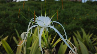 Güzel beyaz bir Hymenocallis çiçeği (Örümcek zambağı) çiçek açar, örümceksi taç yaprakları ve uzun, çıkıntılı pullarıyla