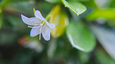 Bir Hedyotis bitkisinin yıldızımsı çiçekleri, yumuşak yeşil bir arka plana karşı dururlar.