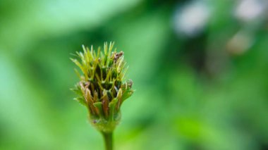 Genç Bidens çiçek tomurcuğu, detaylı bir yakın planda yakalandı. Kapalı tomurcuk, çevreleyen yeşilliklerin yumuşak yeşil bir kontrastı sağladığı canlı çiçeklenmeyi takip ediyor.
