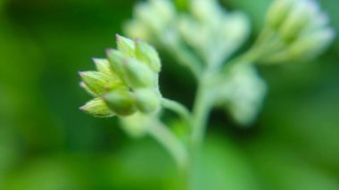 Gelişen çiçeklerin hassas yapısı ve bulanık yeşil arka plan tomurcukların karmaşık detaylarını vurguluyor.