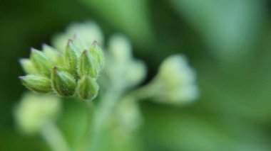 Bir çiçek tomurcuğu kümesinin makro görüntüsü, karmaşık yapıyı gözler önüne seriyor ve çiçekleri geliştiriyor. Yumuşak, bulanık yeşil arka plan bu tomurcukların hassas detaylarını vurguluyor.